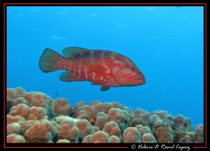 Picture taken with a Canon G9. by Raoul Caprez 